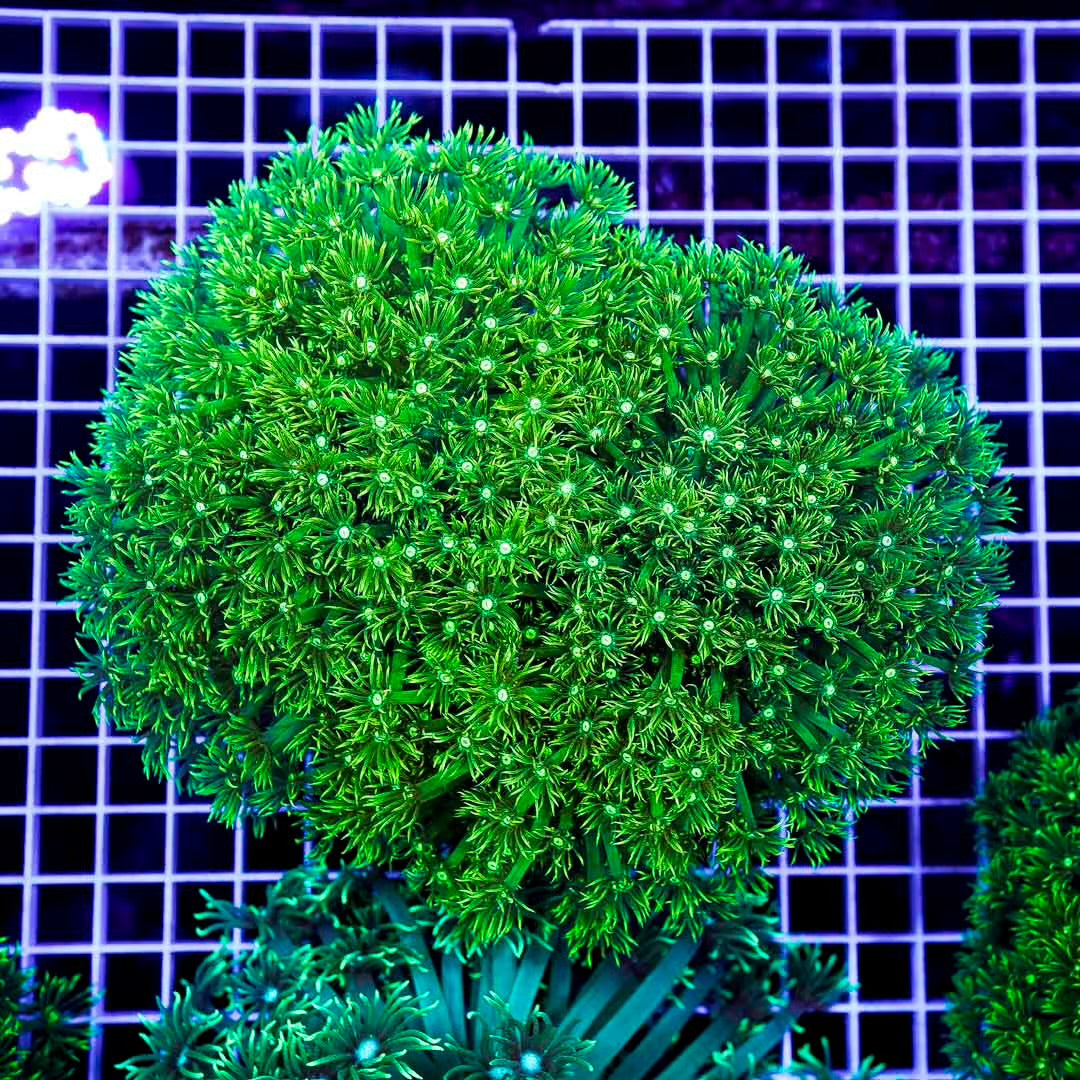 Toxic Neon Aussie Goniopora Mother Colony TNAGMC072901 WYSIWYG