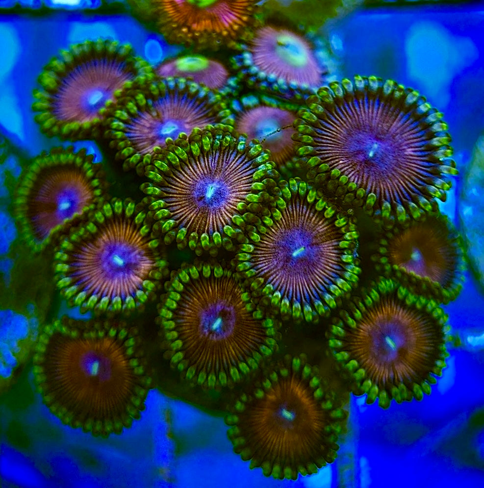 Zoas/Paly ZP060705 WYSIWYG