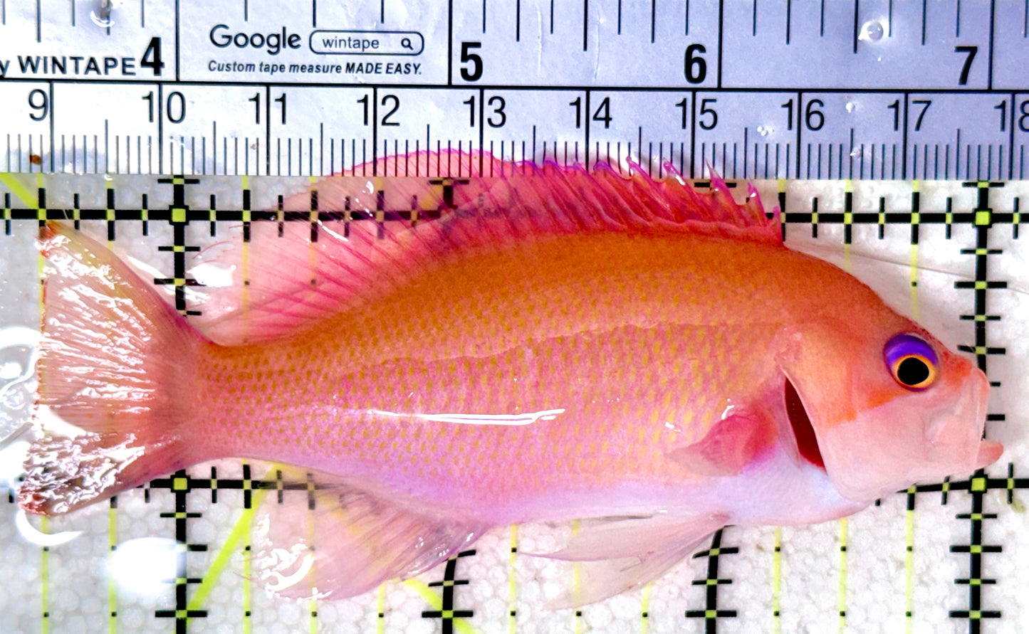 Luzon's Anthias LA041901 WYSIWYG Size: M 3.75"