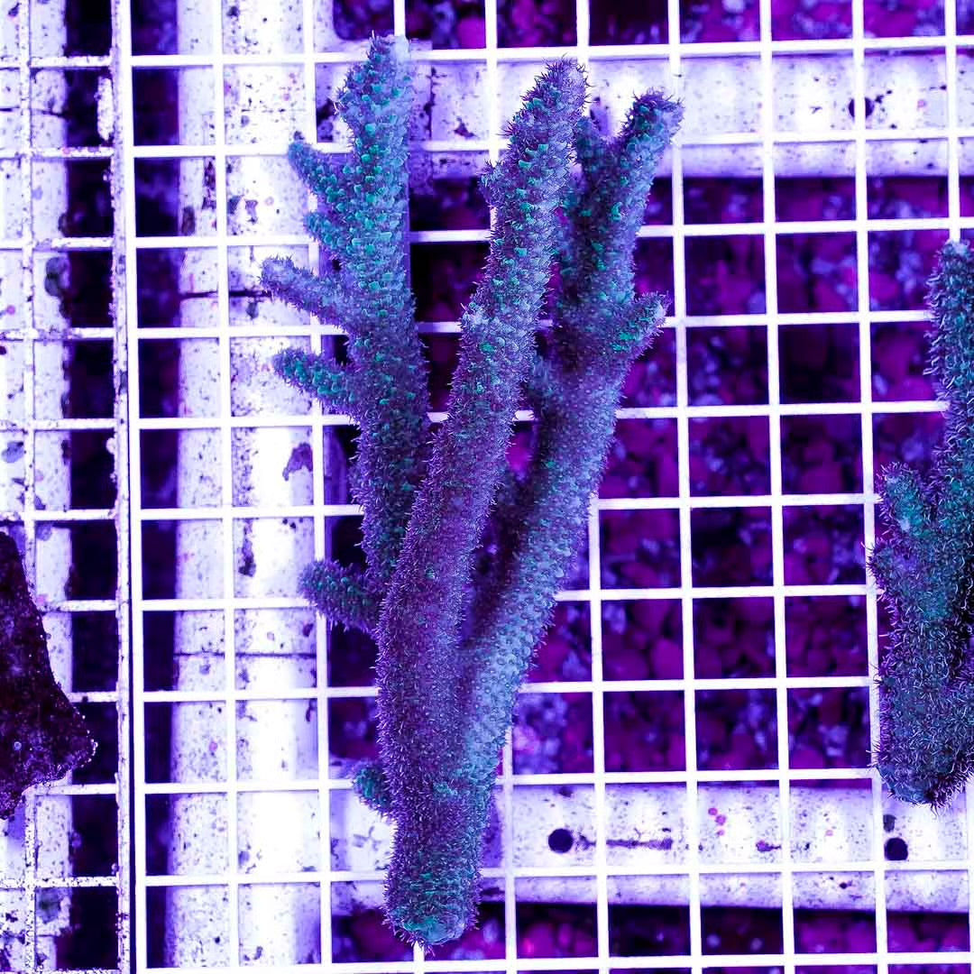 Ultra Neon West Australia Acropora Abrolhosensis Mother Colony UNWAAAMC072904 WYSIWYG