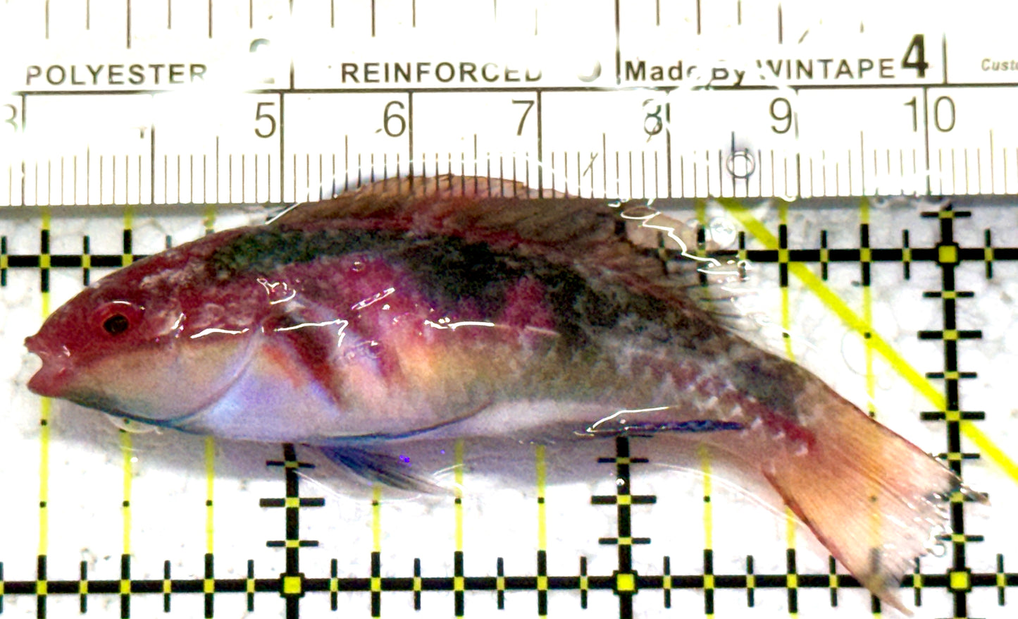 Exquisite Fairy Wrasse (Maldives Special Grade) EFW052401 WYSIWYG Size: M 2.75" approx