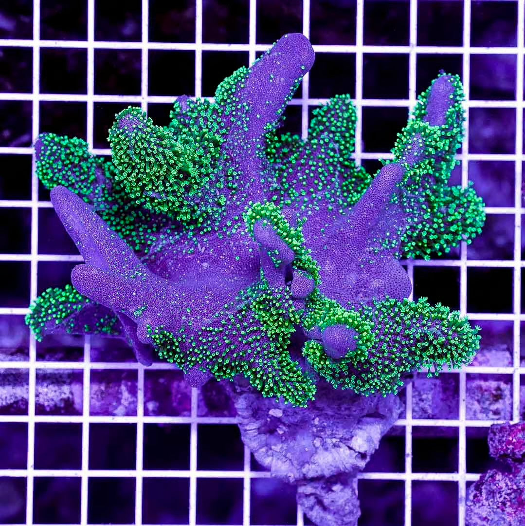 Ultra Aussie Crown Leather Mother Colony UACLMC072901 WYSIWYG