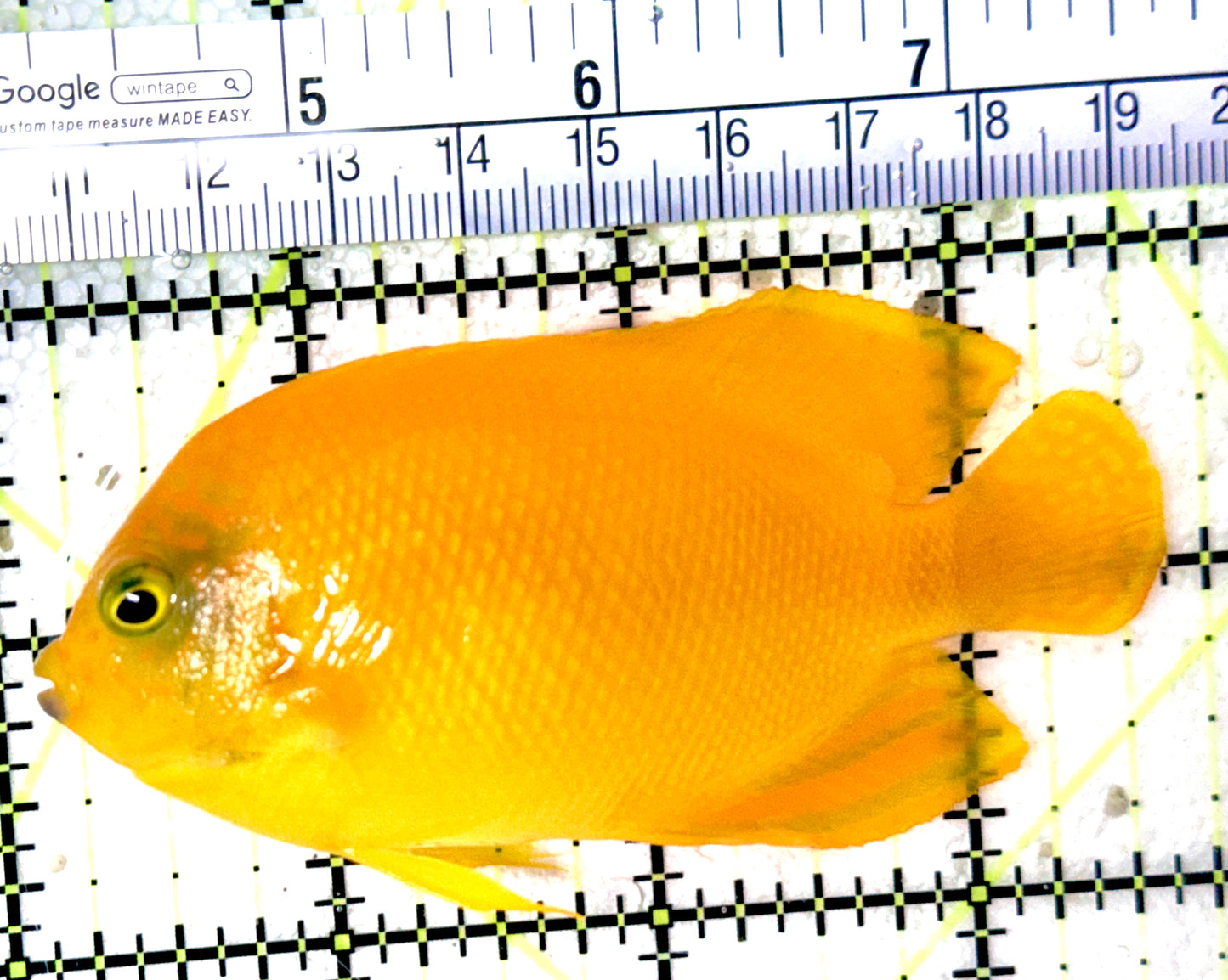 Yellow Herald's Angelfish YHA041901 WYSIWYG Size: L 3.5"