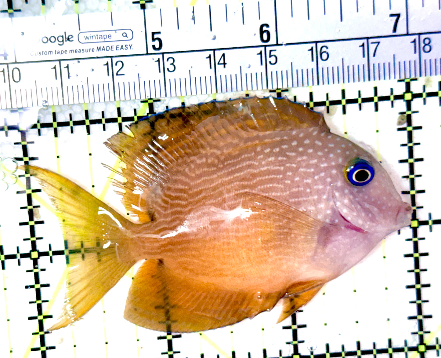 Blue Eye Kole Tang BEKT041901 WYSIWYG Size: M 3" - Violet Aquarium