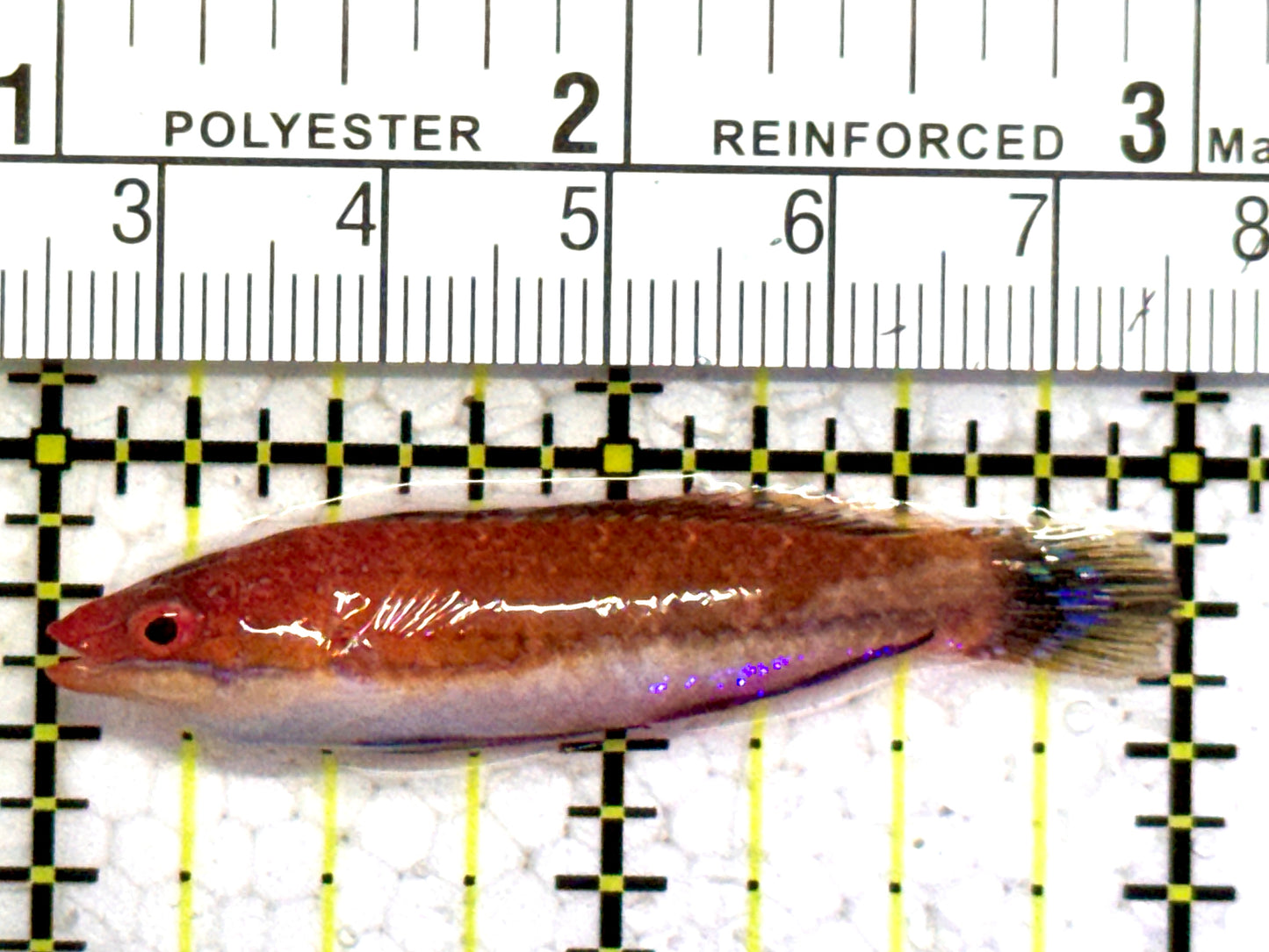 HighFin Fairy Wrasse (Maldives Special Grade) HFW052401 WYSIWYG Size: L 2" approx