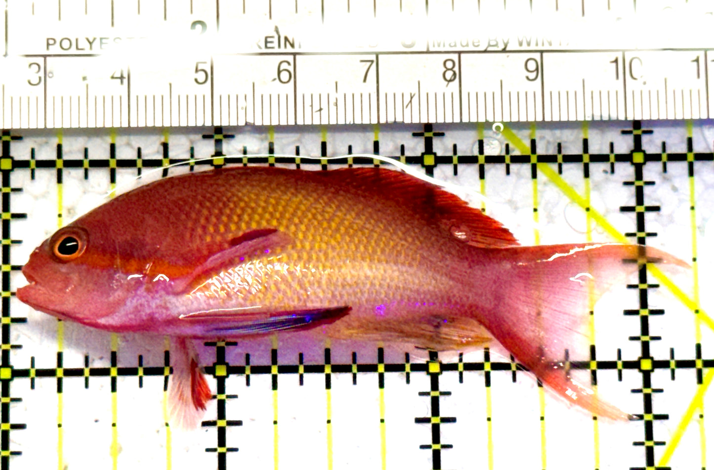 Male Lyretail Anthias (Maldives) MLA052401 WYSIWYG Size: L 3.25" approx