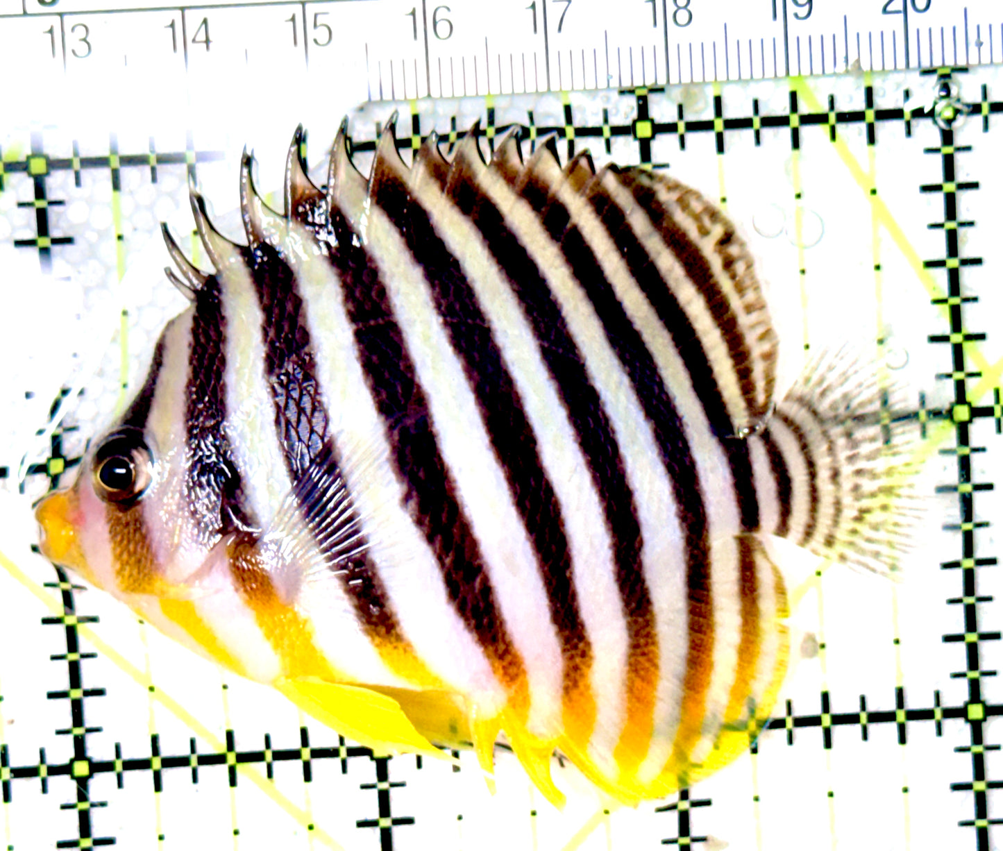 Multibar Angelfish MA041902 WYSIYWG Size: XXL 3"