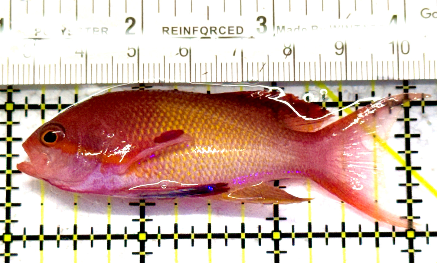 Male Lyretail Anthias (Maldives) MLA052403 WYSIWYG Size: L 3.25" approx