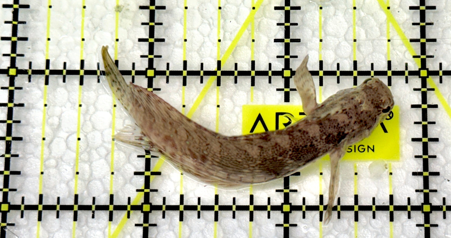 Lawnmower Blenny LB060901 WYSIWYG Size: M 2.5"