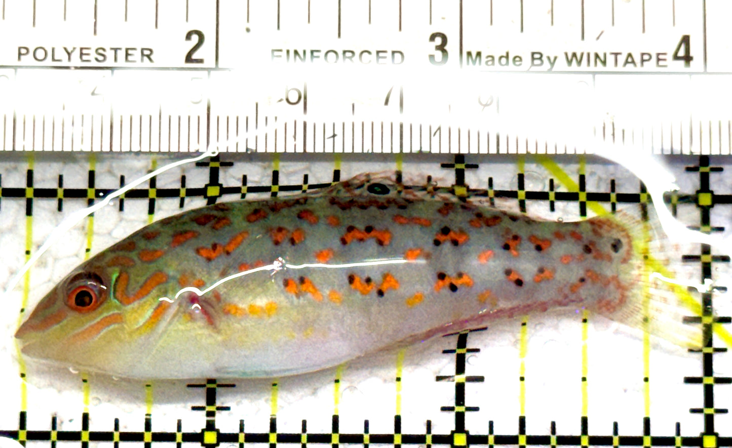 Timor Wrasse TW052402 WYSIWYG Size: L 2.75" approx