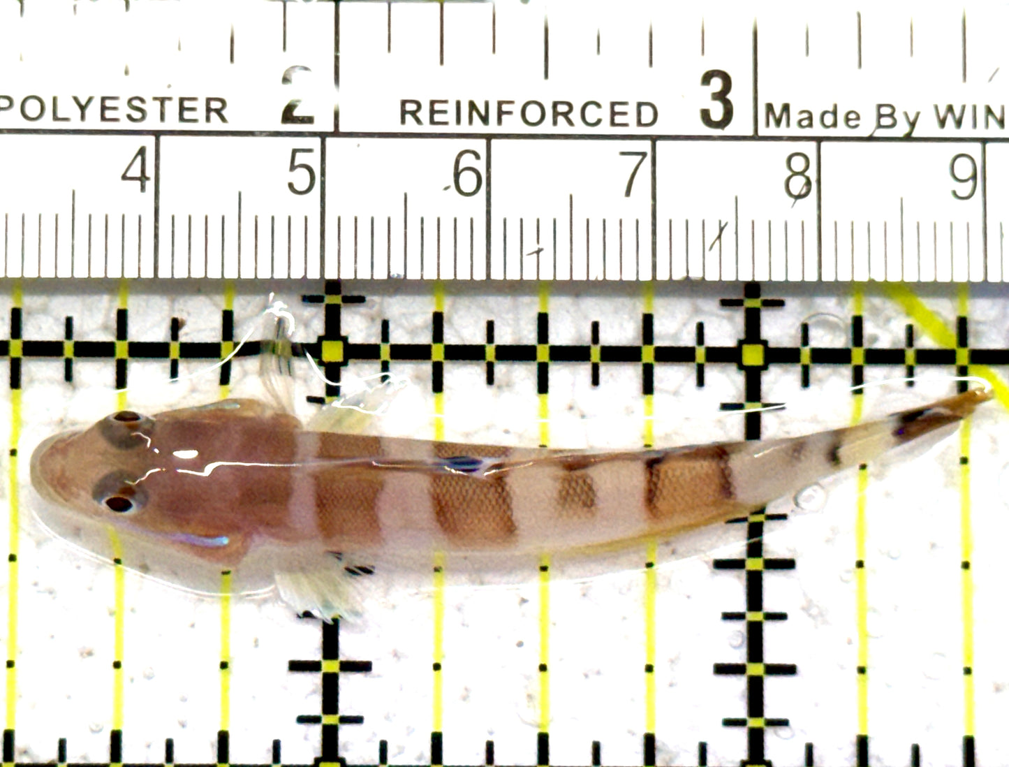 Tiger Wardi Goby TWG052401 WYSIWYG Size: M 2.25" approx