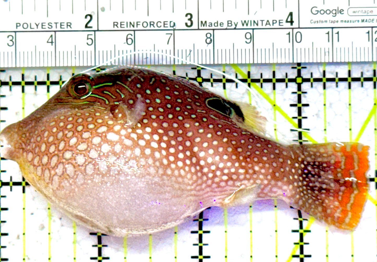 Blue Spot Toby Pufferfish BSTP052301 WYSIWYG Size: XL 3.75"