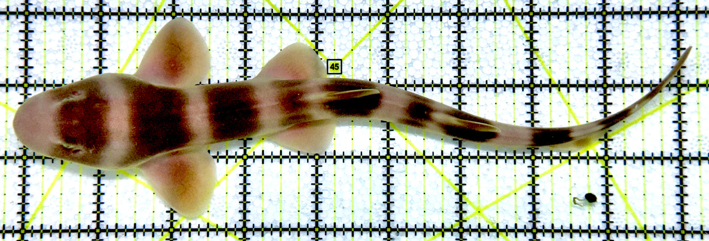 Grey Bamboo Shark GBS052301 WYSIWYG Size: L 9.5"