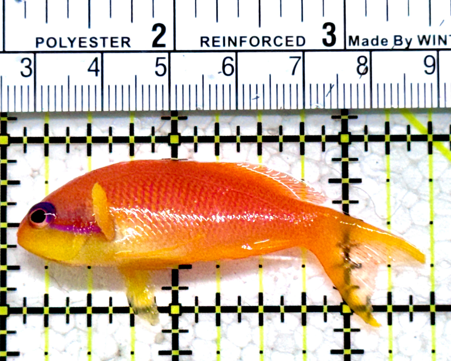 Female Lyretail Anthias (Maldives) FLA052301 WYSIWYG Size: XL 2.5"