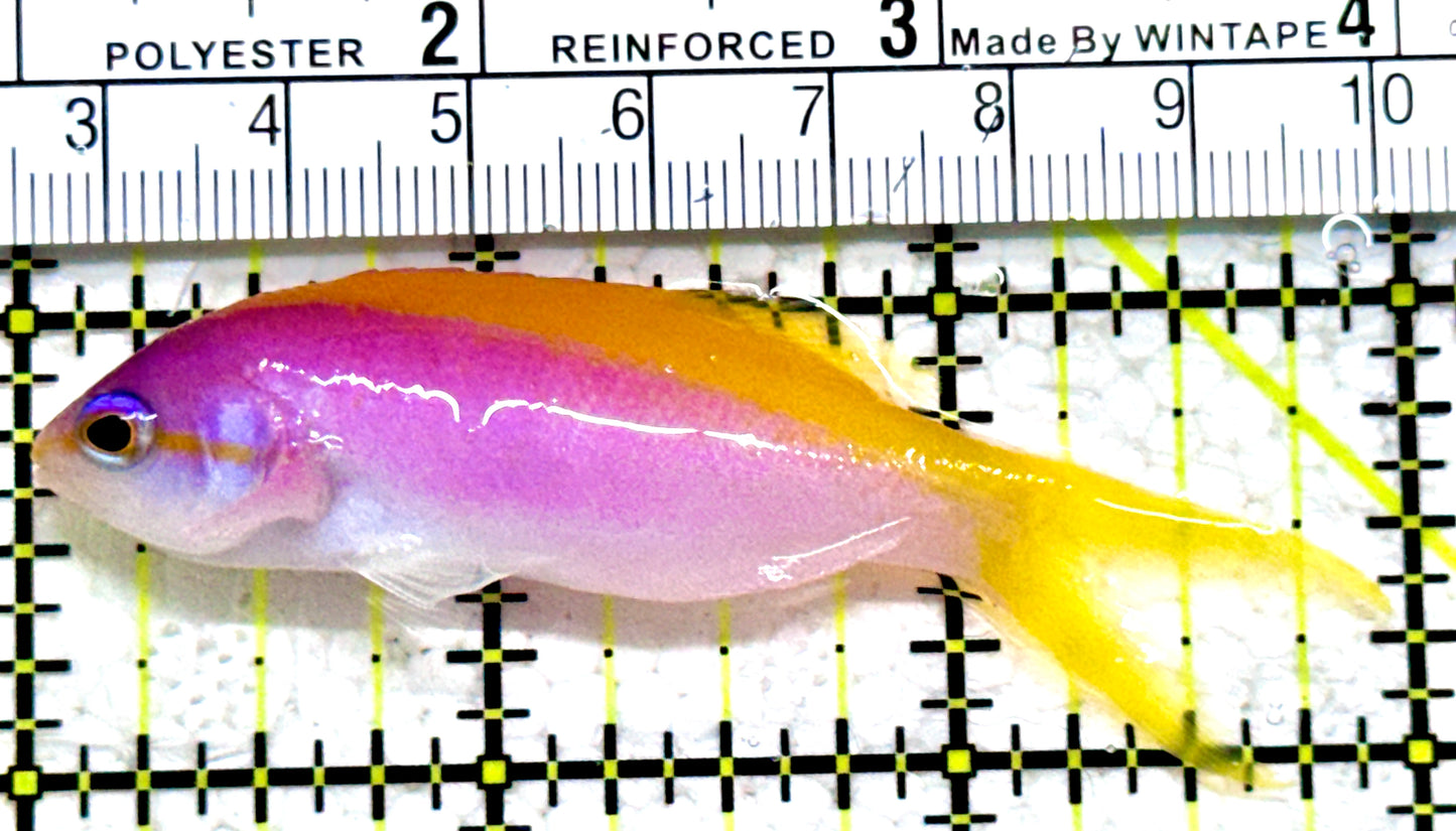 Evan's Anthias EA052302 WYSIWYG Size: L 3"
