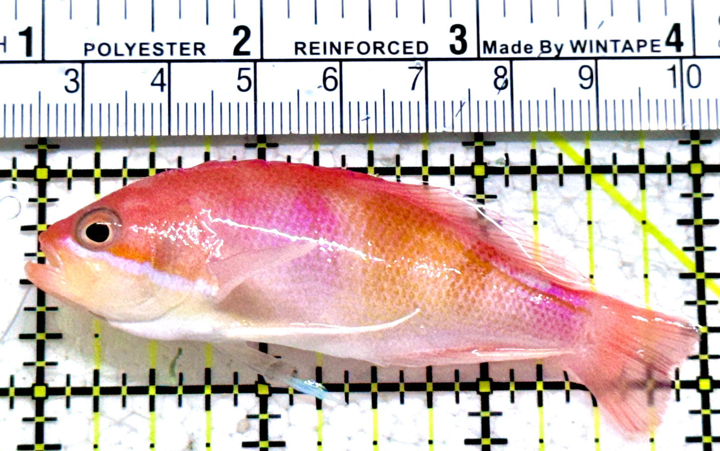 Red Fairy Anthias Female RFAF052301 WYSIWYG Size: L 3"