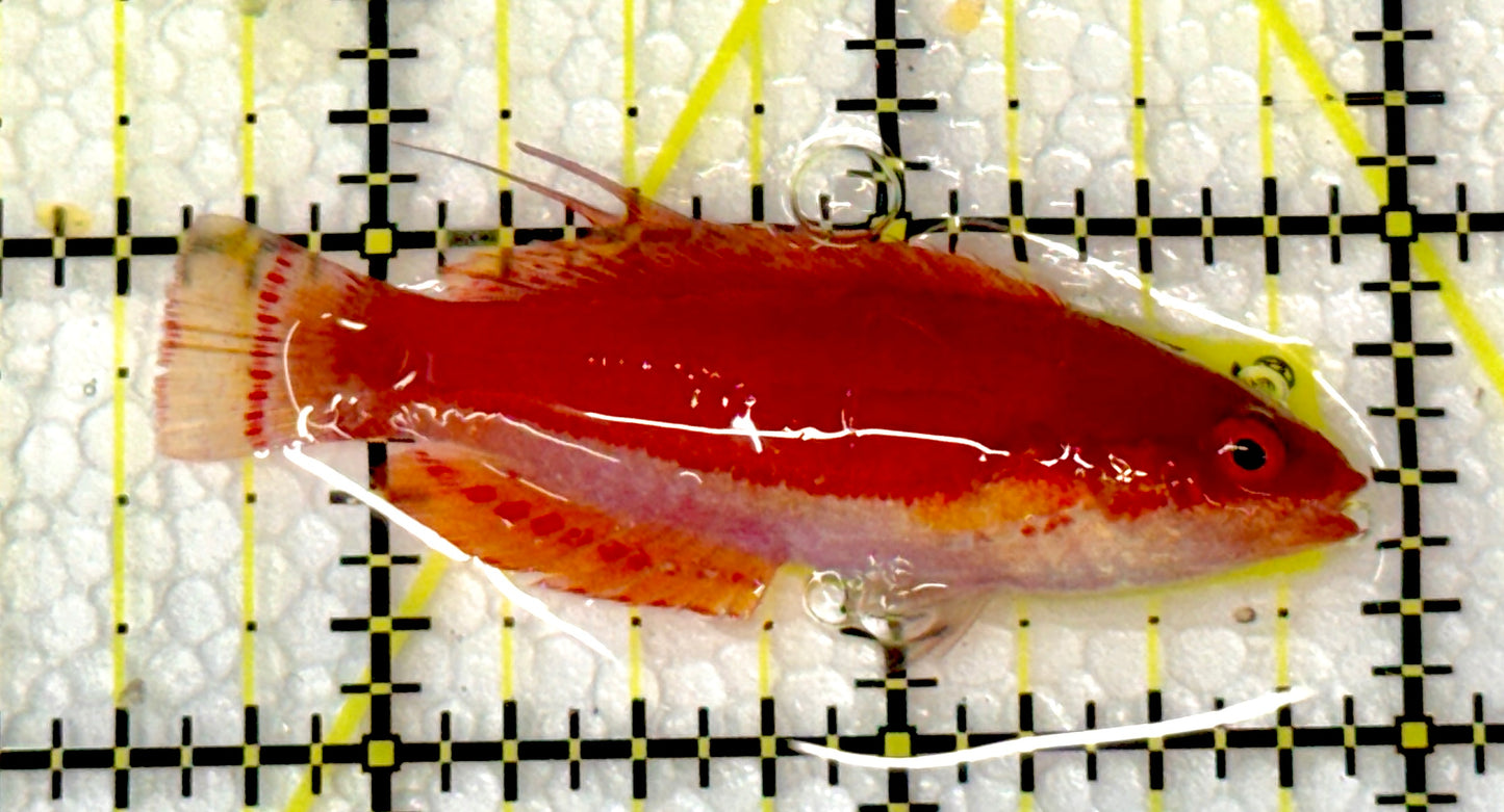 Carpenter's Flasher Wrasse CFW060901 WYSIWYG Size: L 2.5"