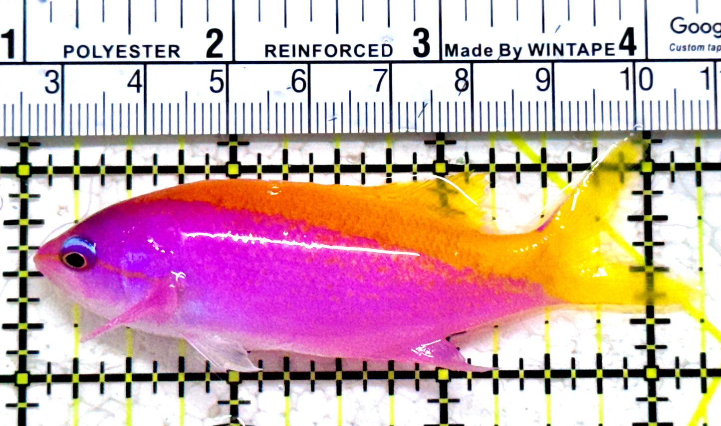 Evan's Anthias EA052304 WYSIWYG Size: XL 3.25"