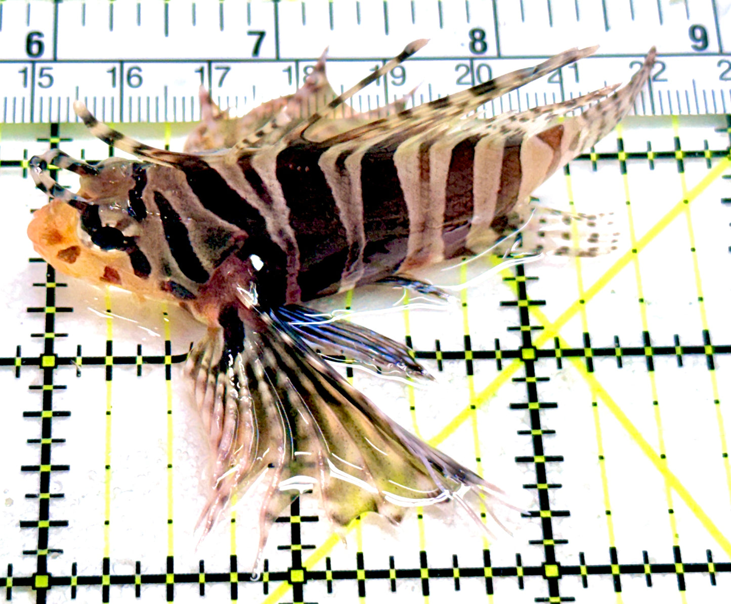 Dwarf Zebra Lionfish DZL042602 WYSIWYG Size: M 3"