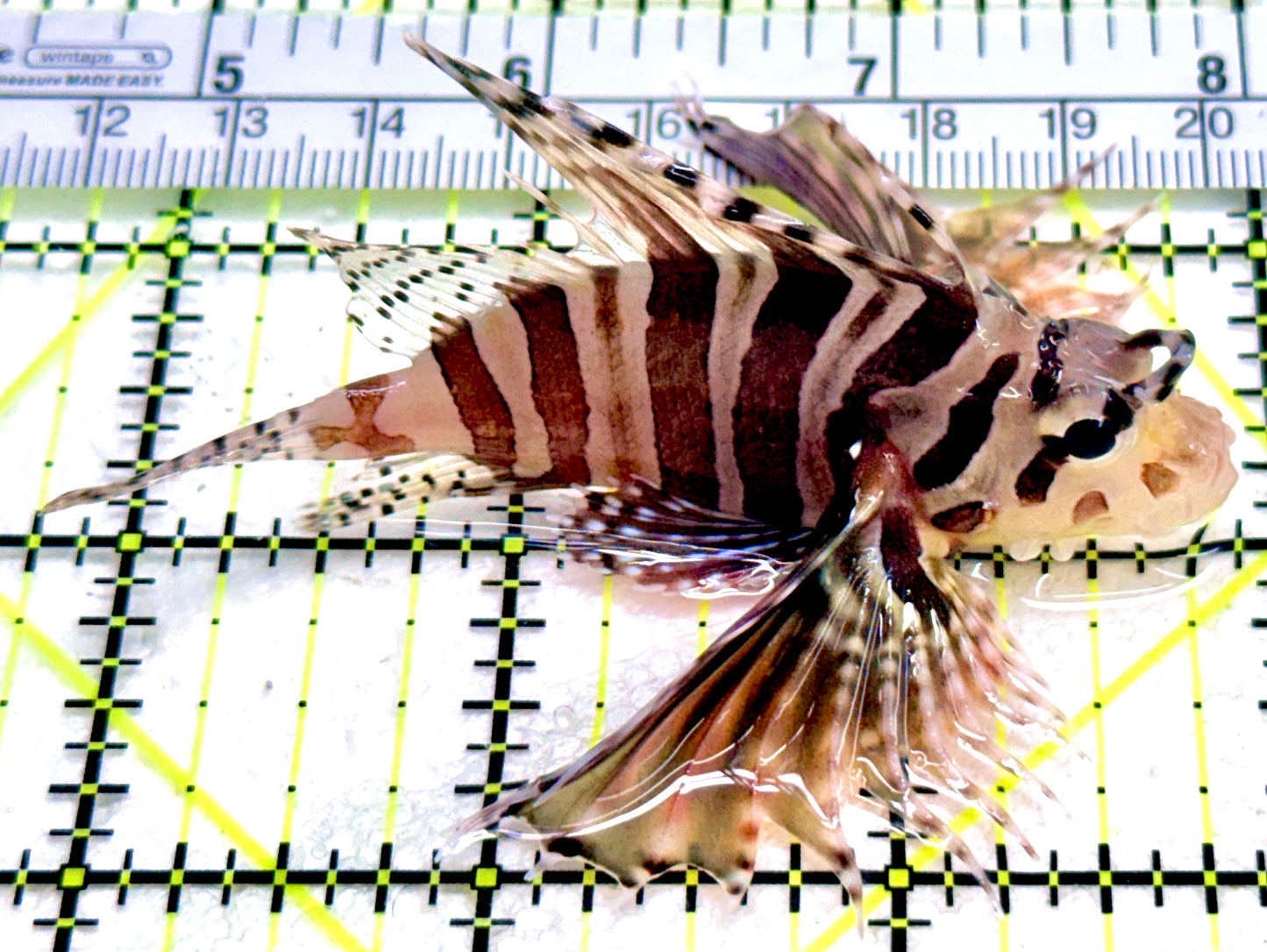 Dwarf Zebra Lionfish DZL042603 WYSIWYG Size: L 3.25"
