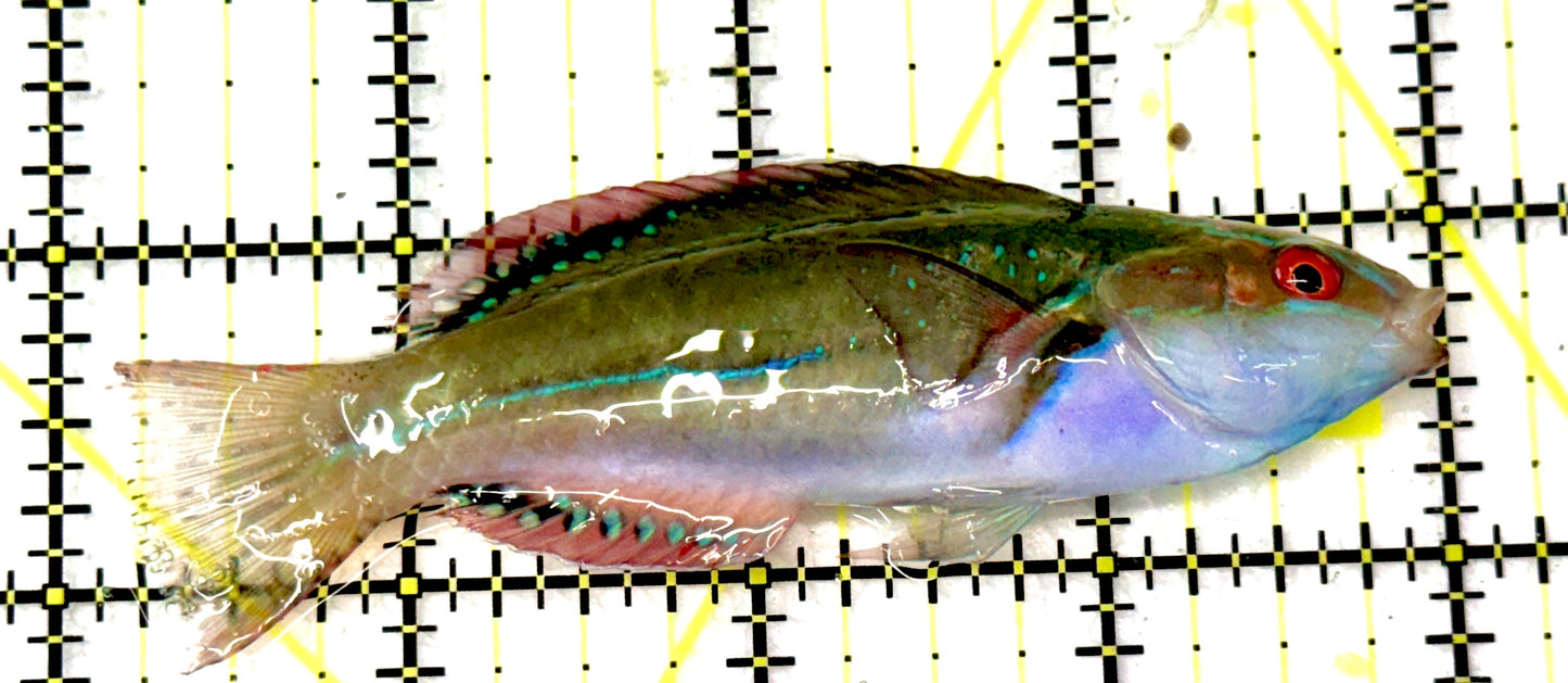 Exquisite Fairy Wrasse (Indo) EFW061101 WYSIWYG Size: L 3.75”