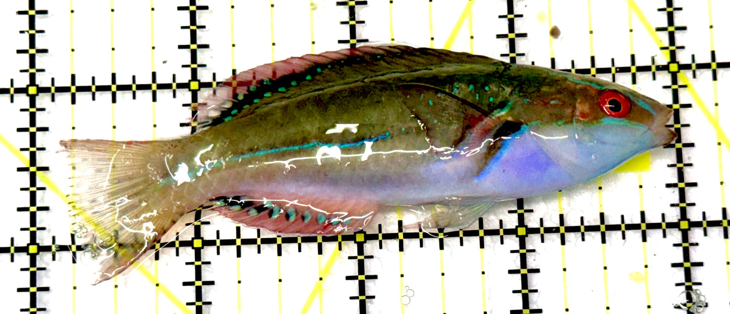 Exquisite Fairy Wrasse (Indo) EFW061103 WYSIWYG Size: L 3.75”
