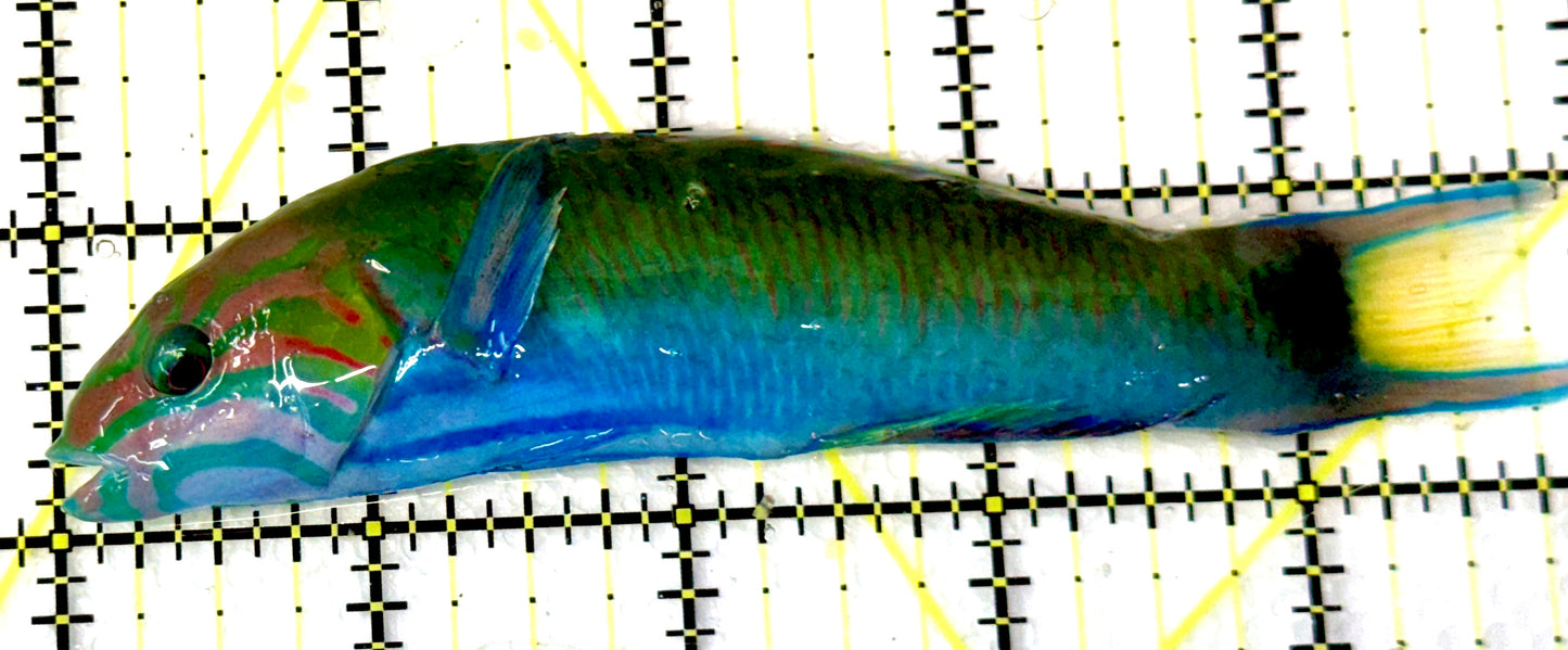Lunare Wrasse LW060902 WYSIWYG Size: L 5"