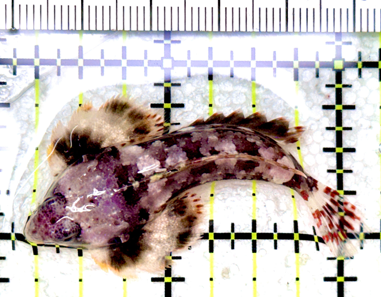 Scooter Blenny Dragonet SBD042601 WYSIWYG Size: XL 2”