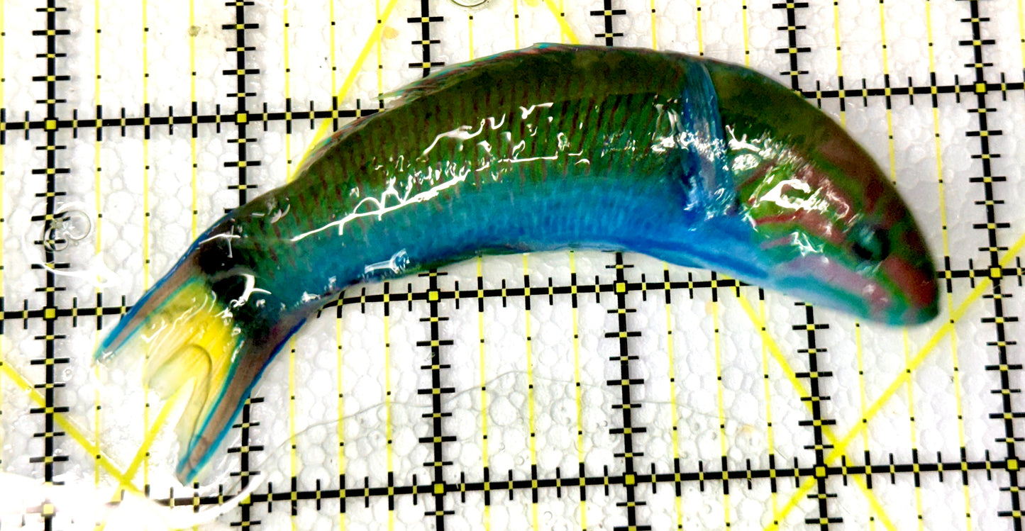 Lunare Wrasse LW060902 WYSIWYG Size: L 5"