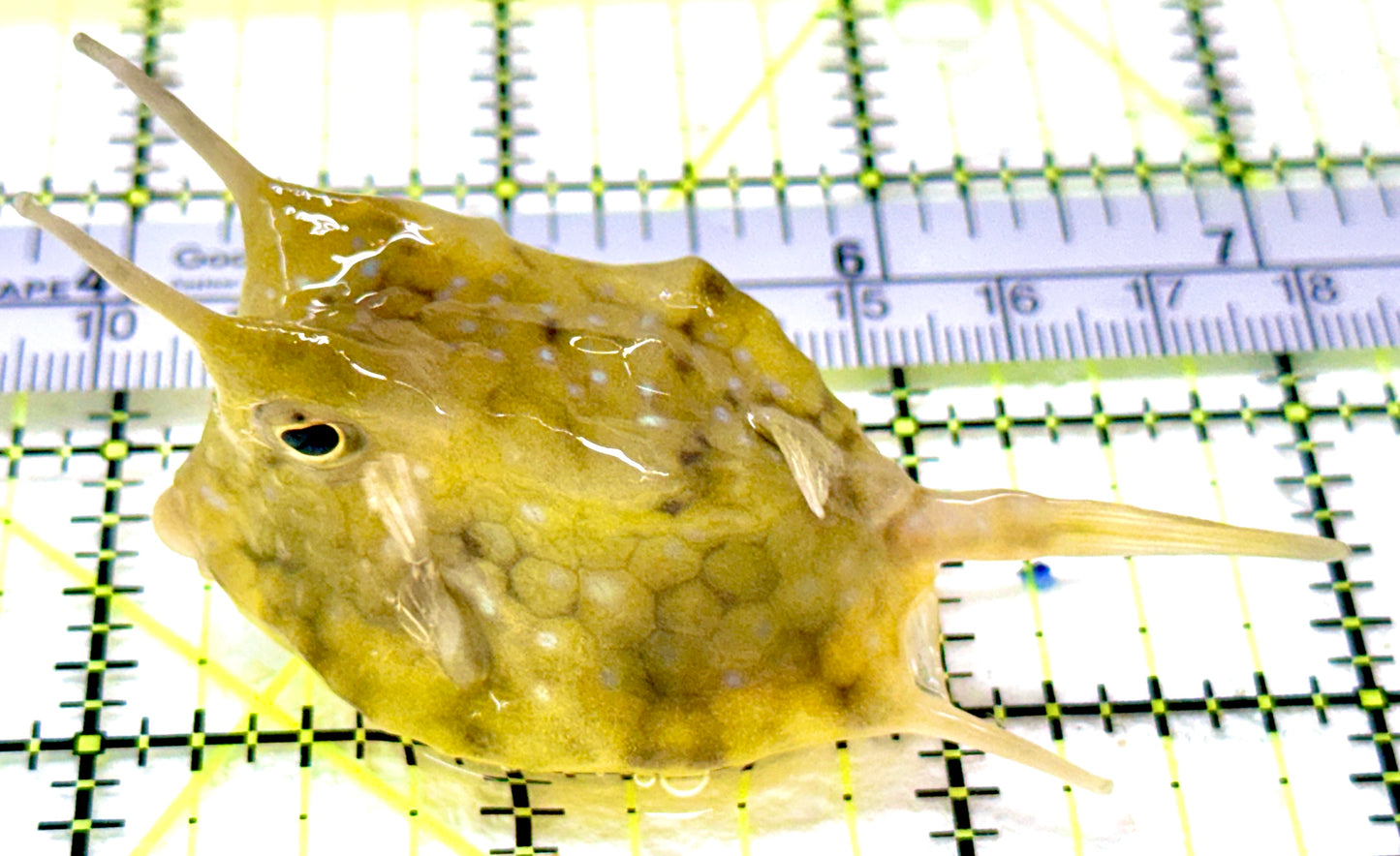 Longhorn Cowfish LC042602 WYSIWYG Size: M 3"