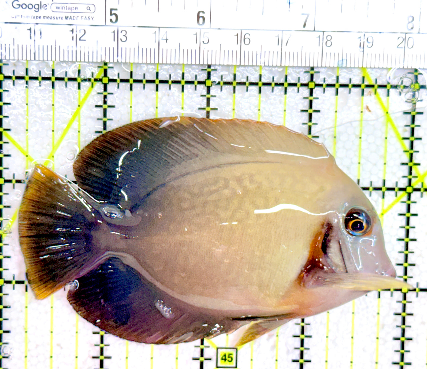Chronixis Mimic Tang CMT042703 WYSIWYG Size: L 3.75"