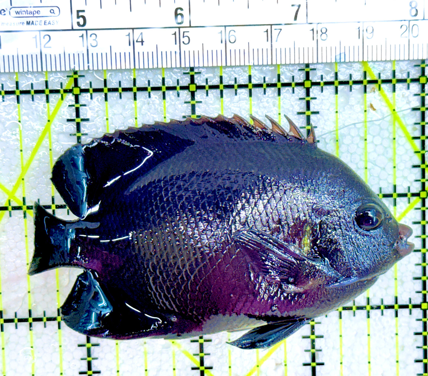 Rare Solomon Islands Midnight Angelfish RSIMA042702 WYSIWYG Size : XL 3.5"