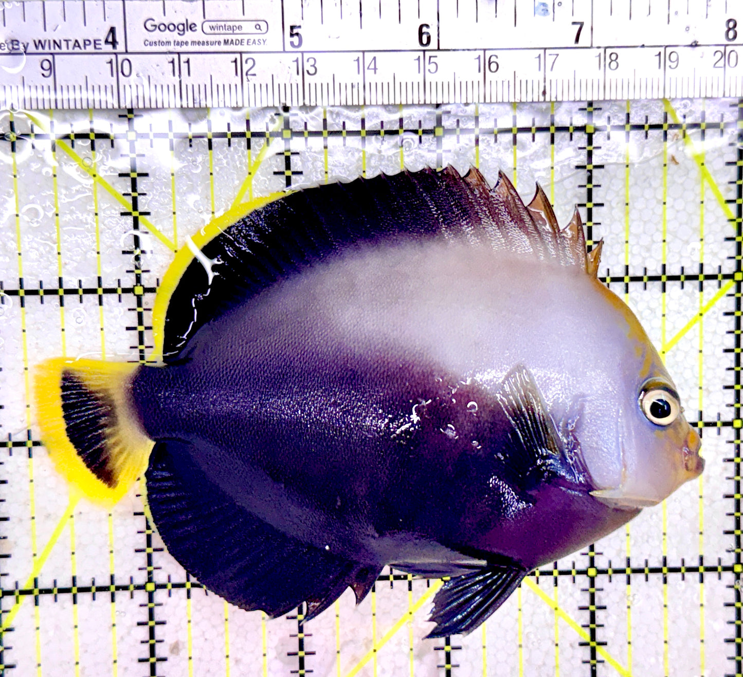 Grey Poma Angelfish GPA042702 WYSIWYG Size: XL 4.5"