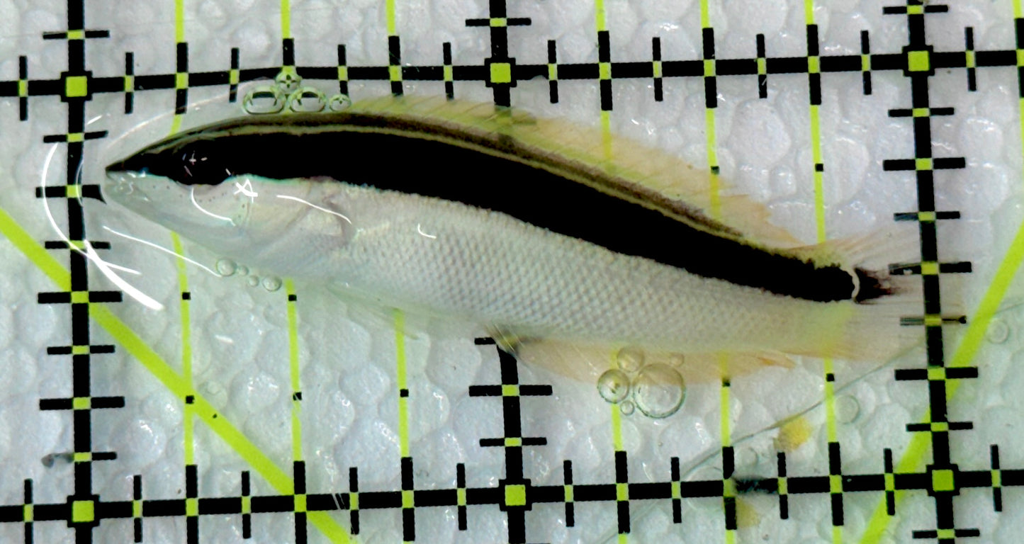 Pixy Blackstripe Coris Wrasse PBC060901 WYSIWYG Size: M 2"