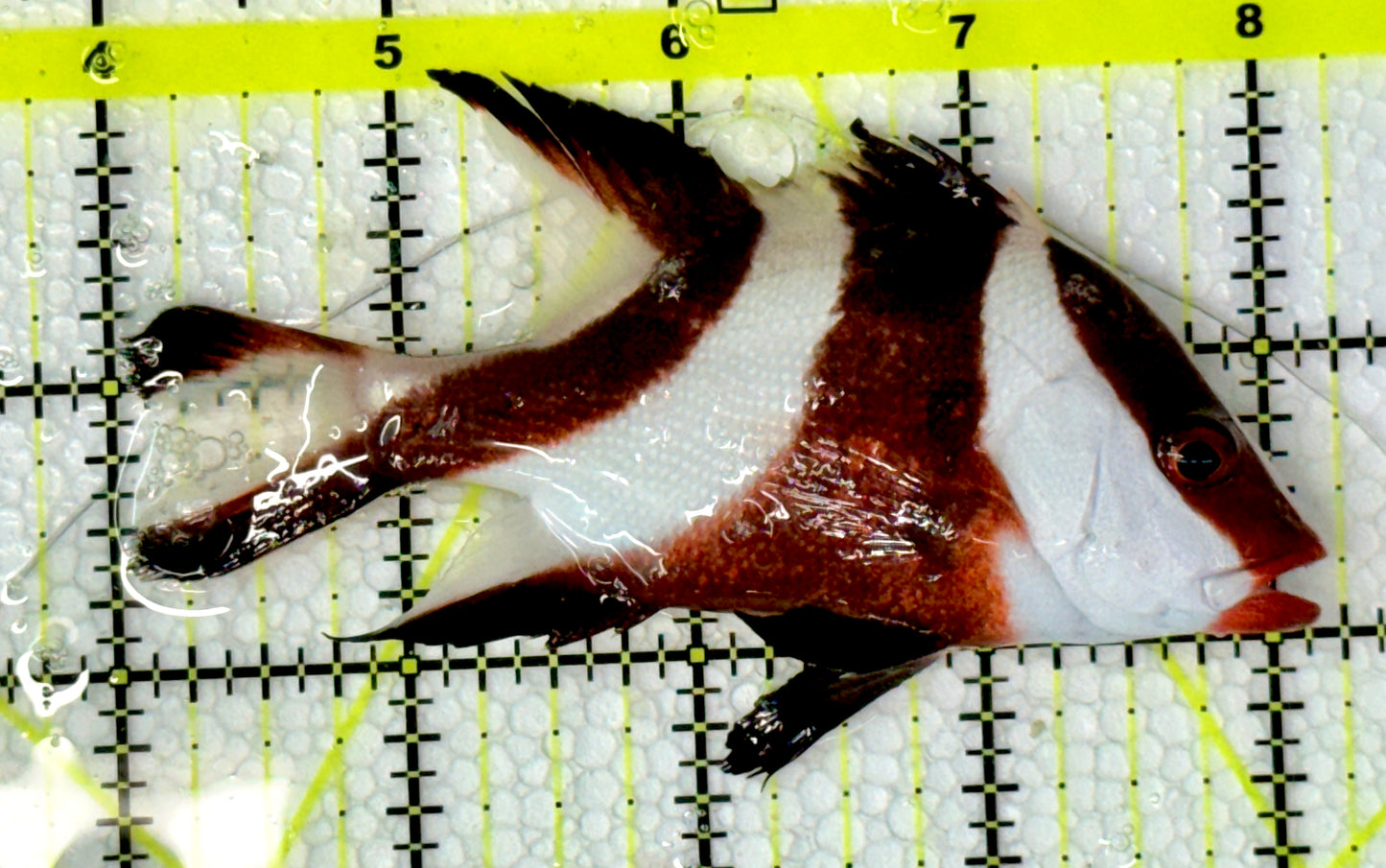 Red Emperor Snapper RES061001 WYSIWYG Size: ML 4.25”