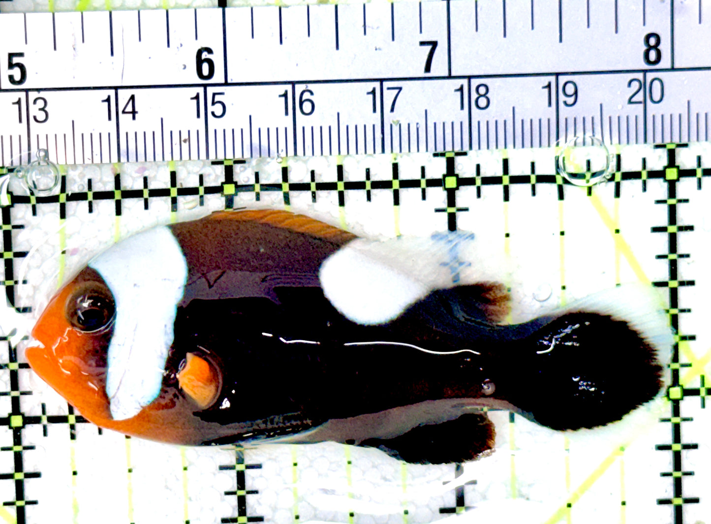 Red Saddleback Clownfish RSC042701 WYSIWYG Size: L 3"