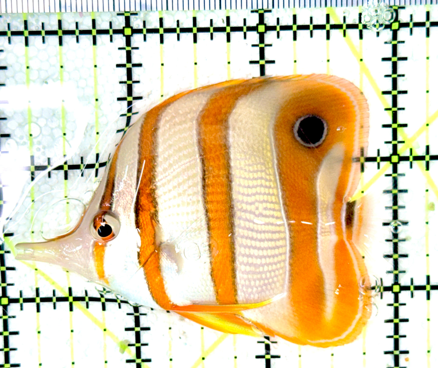 Copperband Butterflyfish CB042701 WYSIWYG Size: M 3"