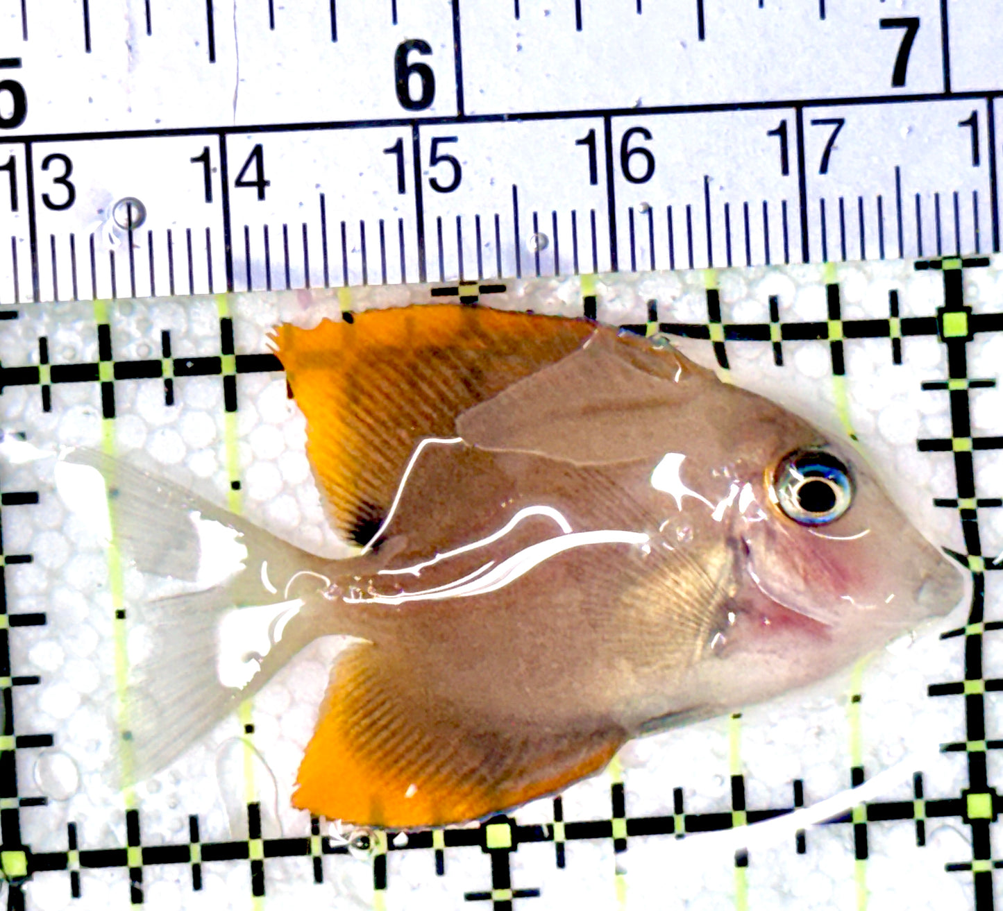 Flame Fin Tomini Tang FFTT042701 WYSIWYG Size: S 2"