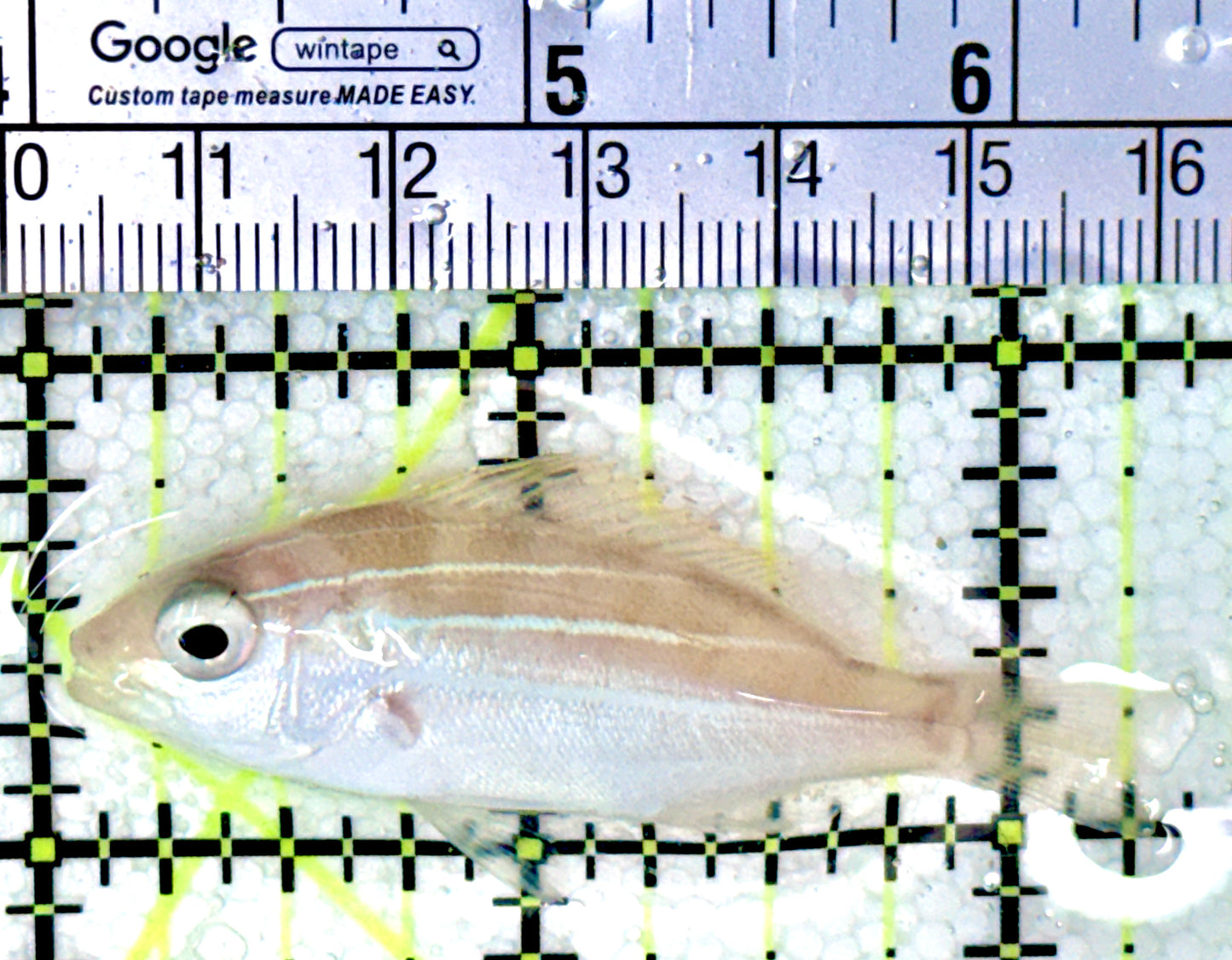 Blueline Snapper BS042702 WYSIWYG Size: M 2.25"