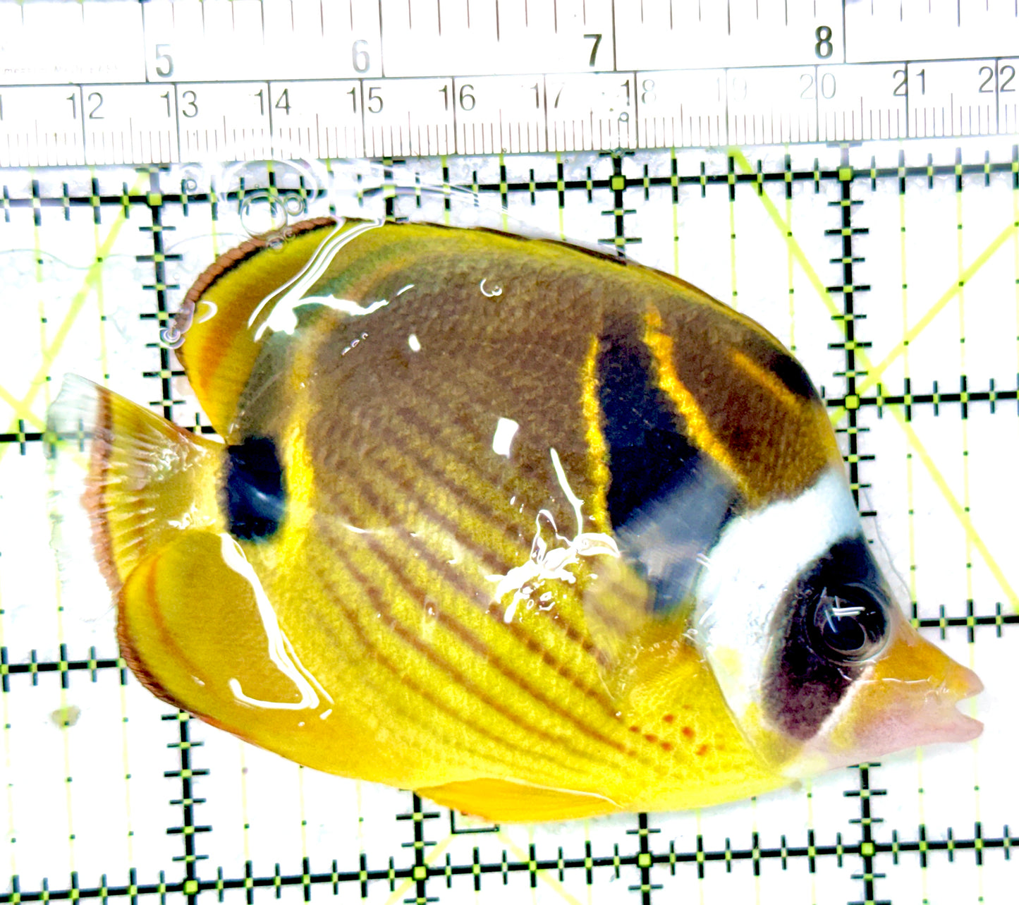 Raccoon Butterflyfish RB042701 WYSIWYG Size: M 4"