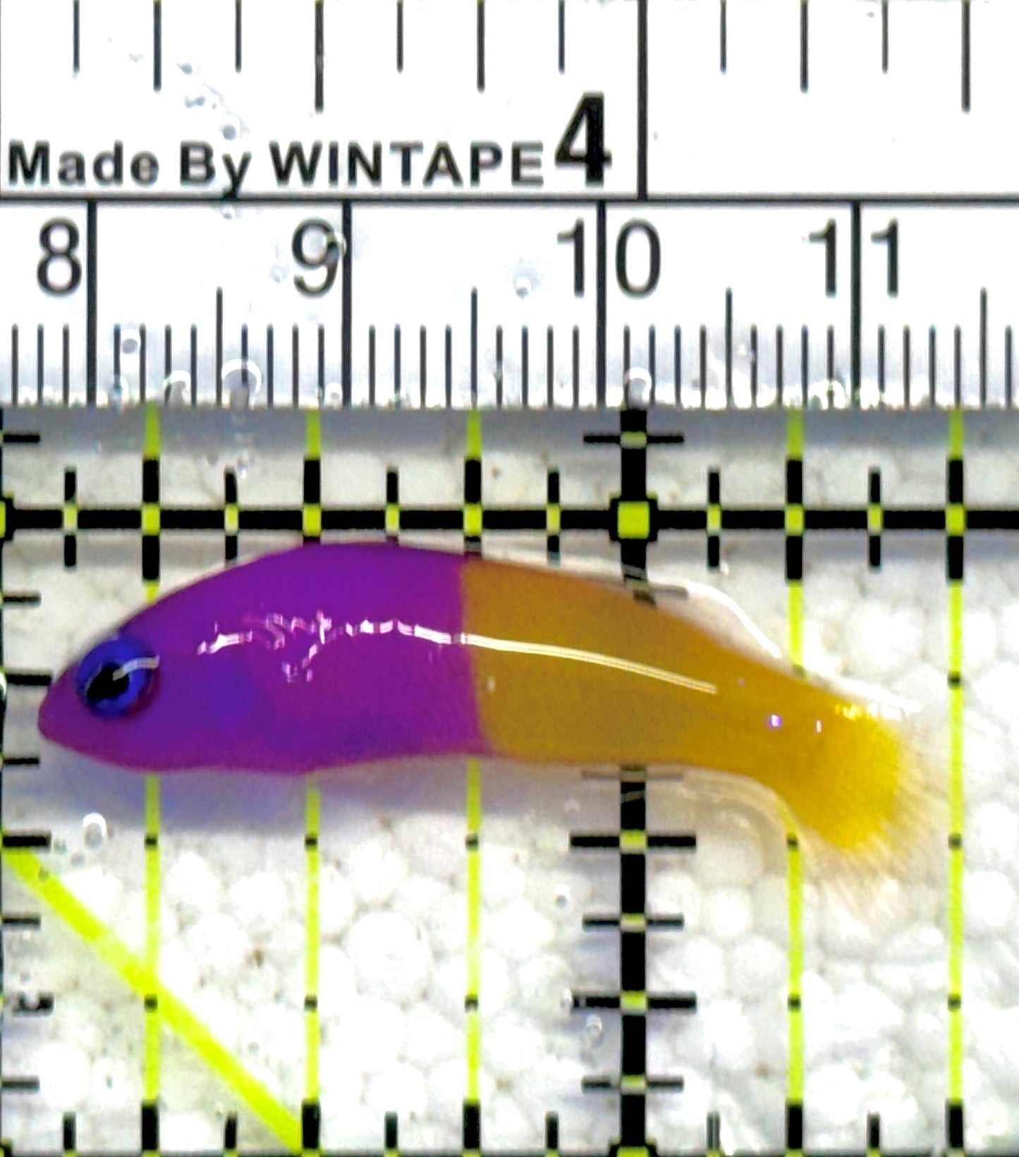 Royal Dottyback RD061301 WYSIWYG Size: Tiny 1.5" approx