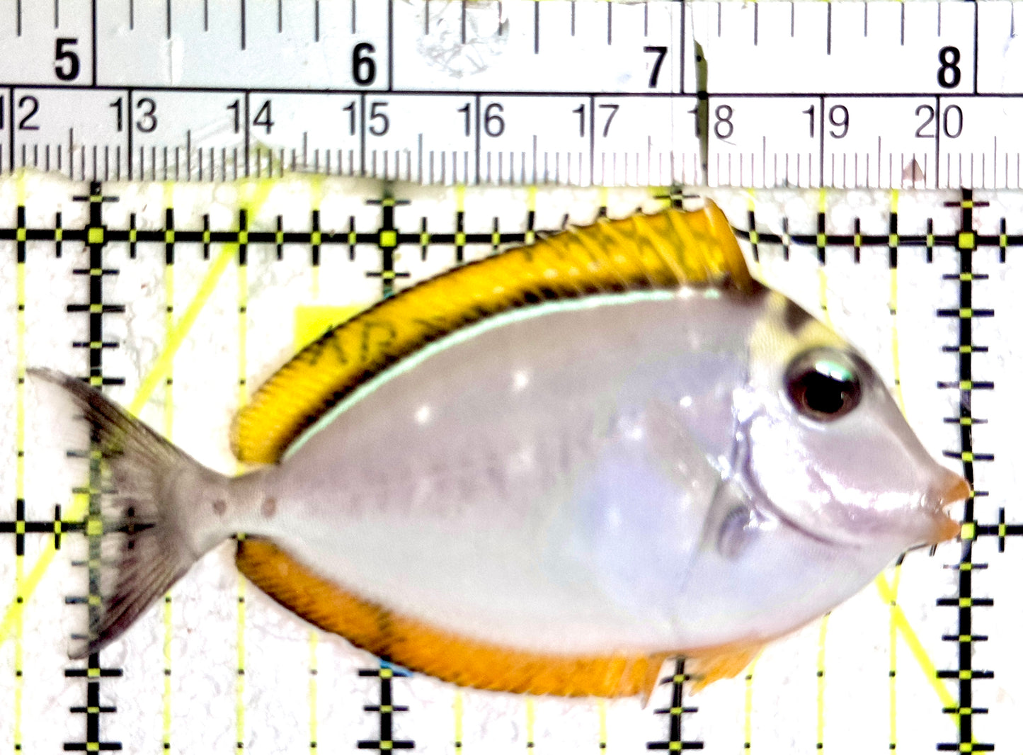 Blonde Naso Tang (Maldives Special Grade) BNT061201 WYSIWYG Size: SM 3.25"