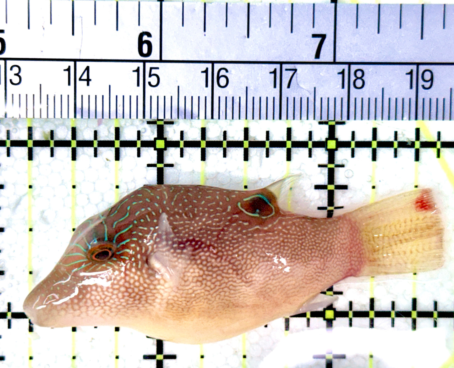 Sharpnose Toby Pufferfish STP042701 WYSIWYG Size: L 2.5"