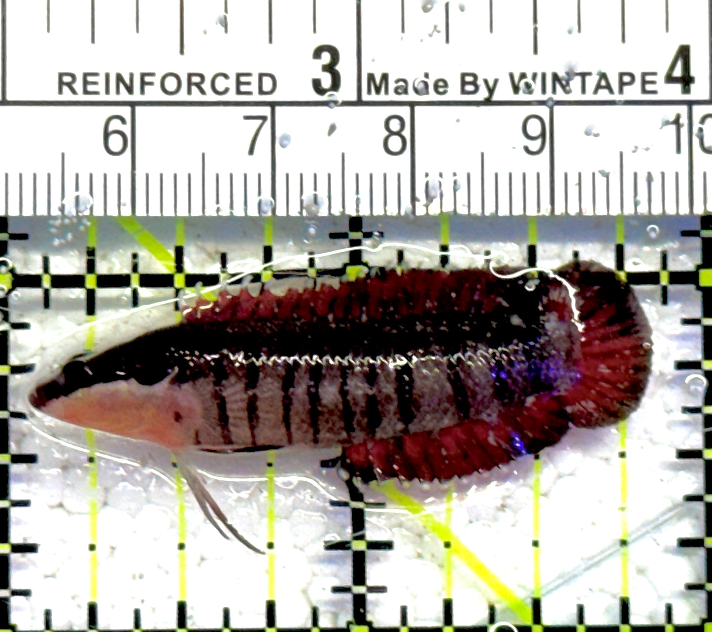 Rare Indo Barred Longfin Basslet RIBLB061302 WYSIWYG Size: Tiny 1.75" approx