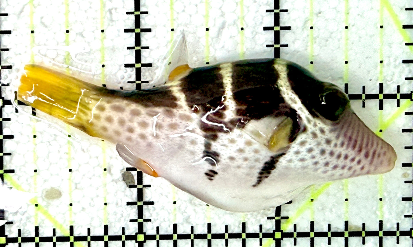 Valentini Toby Pufferfish VTP042702 WYSIWYG Size: L 3"