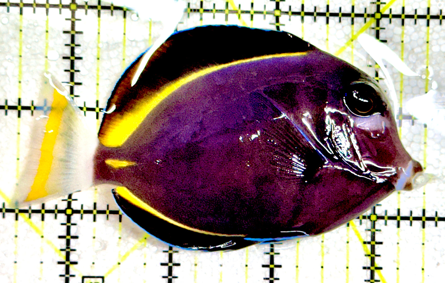 Gold Rim Tang GRT061201 WYSIWYG Size: ML 4"