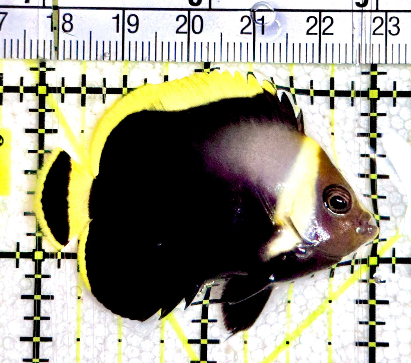Grey Poma Angelfish GPA061202 WYSIWYG Size: S 2"