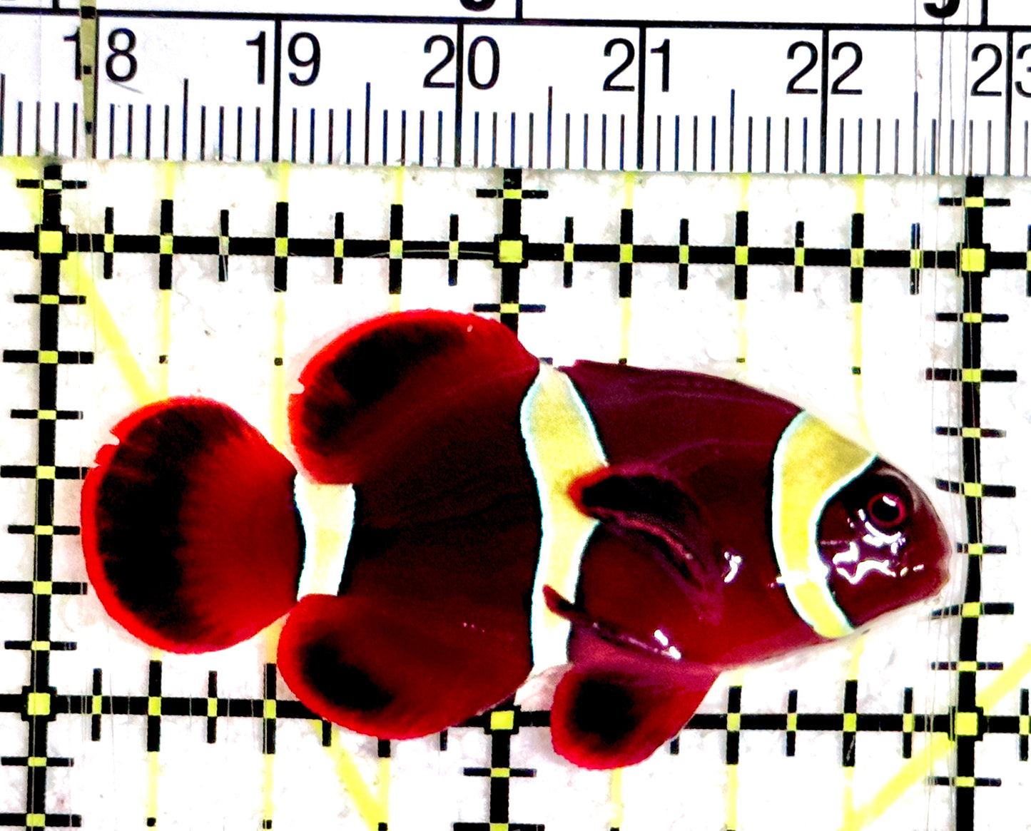 Gold Bar Maroon Clownfish Bali Grade A (Wild Caught) GBMC061202 WYSIWYG Size: M 2"