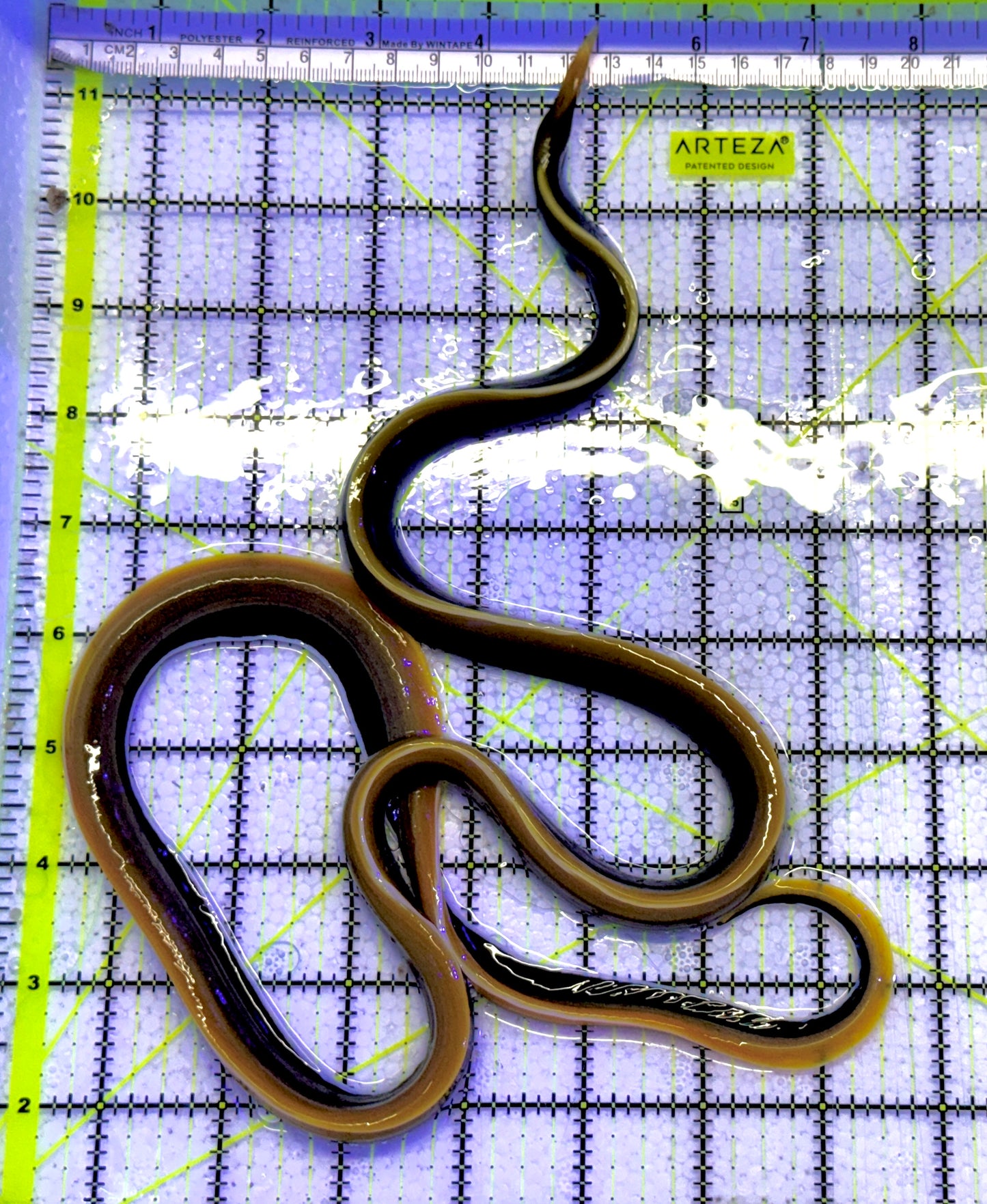 Black Ribbon Eel BRE061302 WYSIWYG Size: L 30" approx