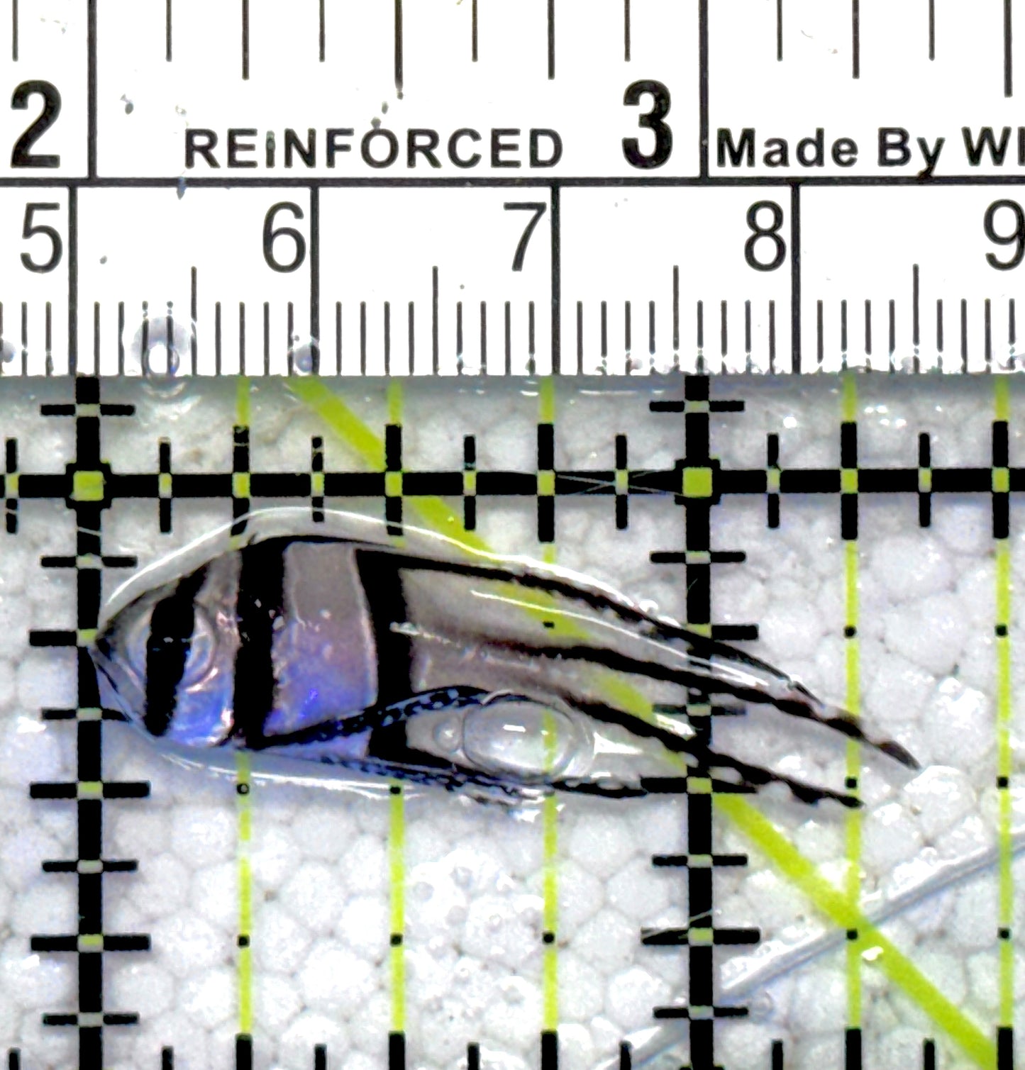 Banggai Cardinal Fish BCF061301 WYSIWYG Size: Tiny 1.25"